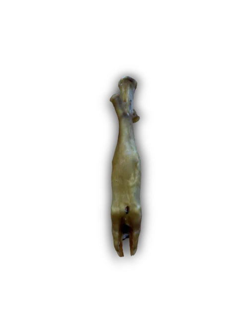 Lamb Trotter